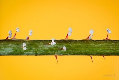 Meeting Nature: A Group Relations Conference with Humans and Nature as Participants